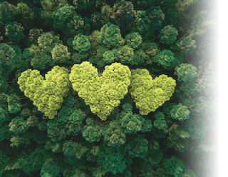 Image of trees